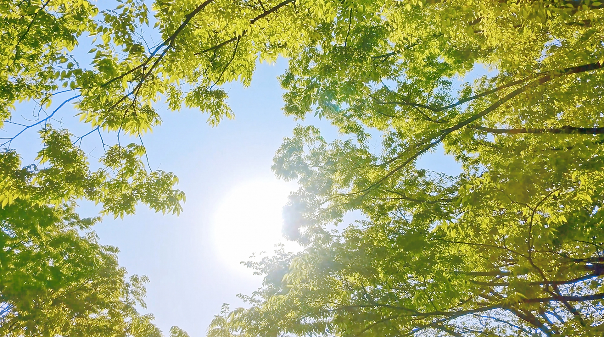 明るい日差しが差し込む木々。前向きな言葉で人生の流れを整えるイメージ