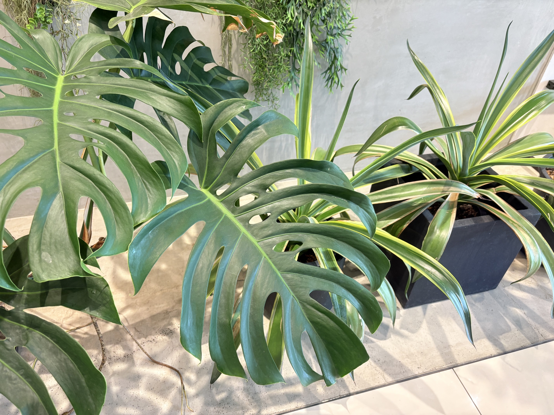金運を呼ぶ観葉植物と風水インテリアの写真