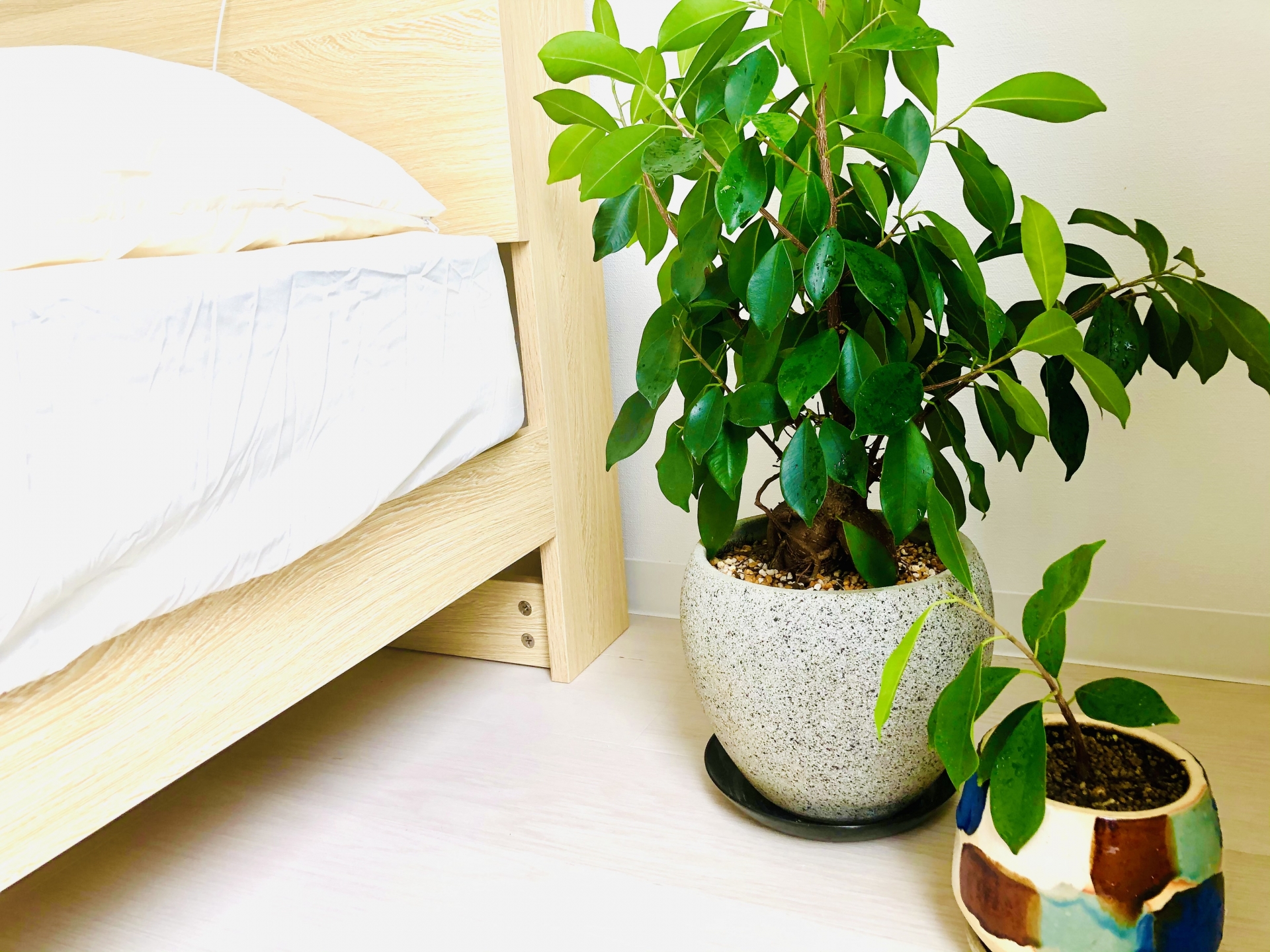 金運アップの観葉植物を部屋の方角ごとに配置する風水写真