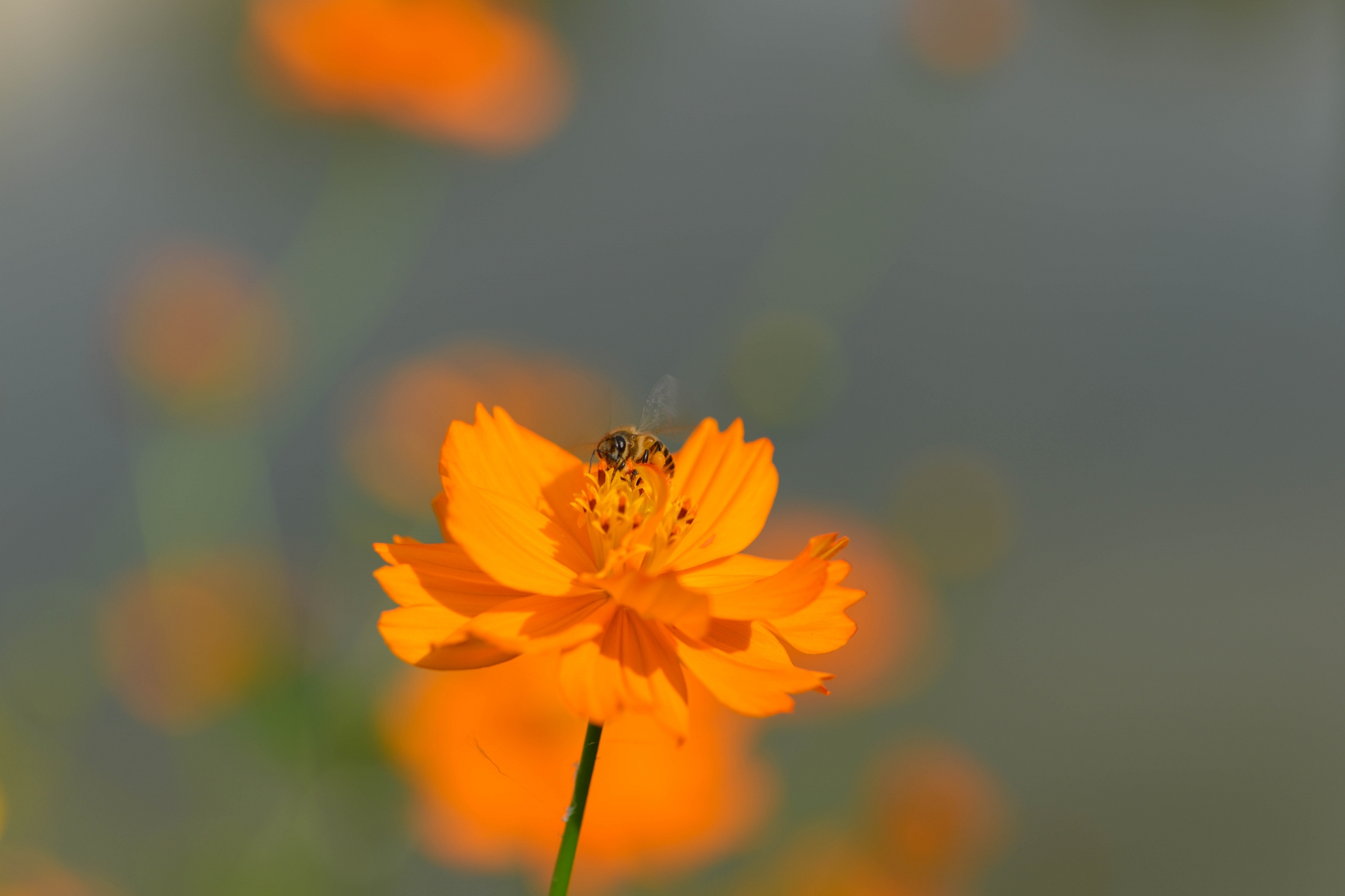 オレンジ色の花が咲く穏やかな風景。自然の中にある心の変化や気づきを象徴するイメージ