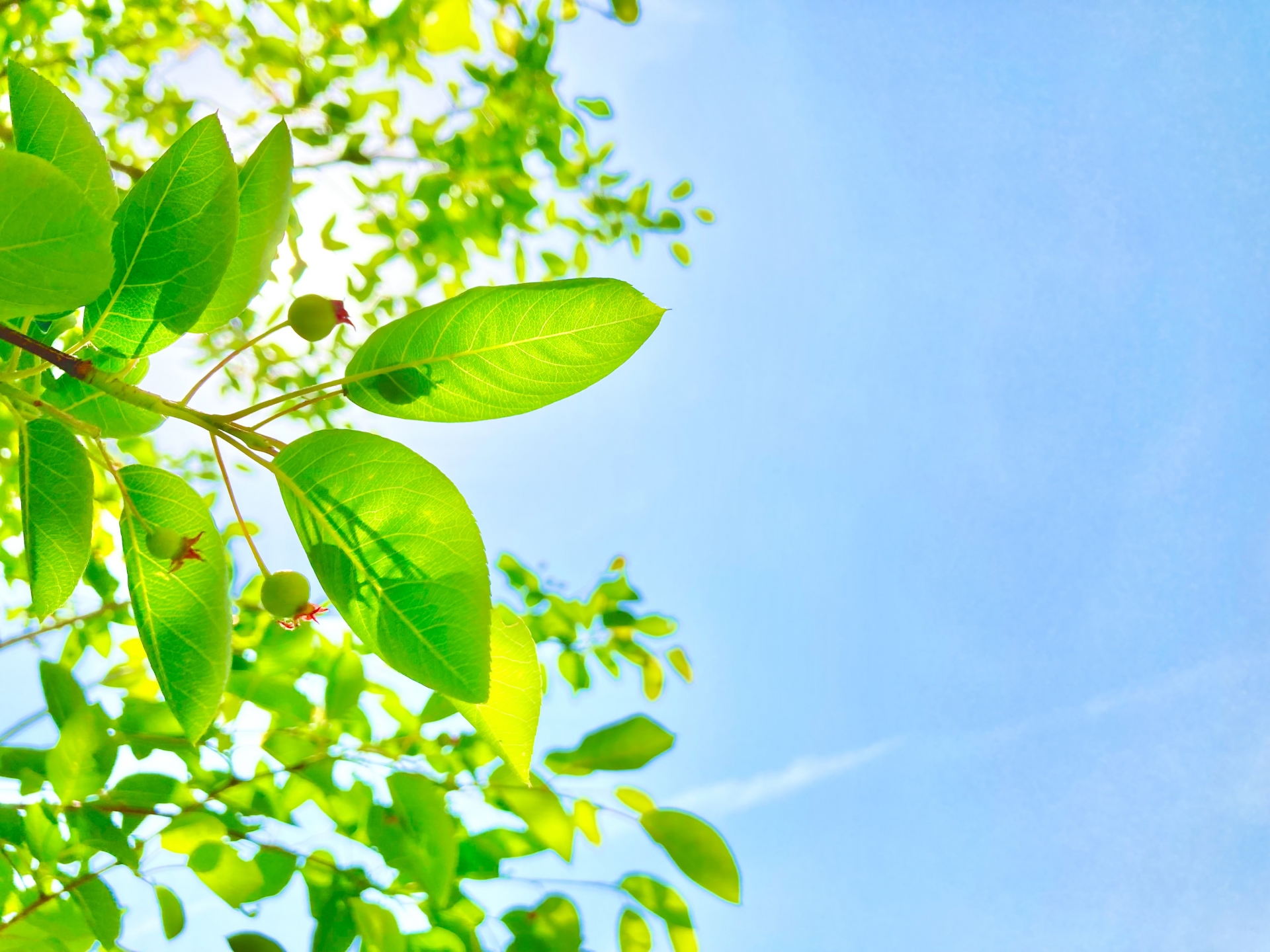 青空に向かって明るく広がる緑の葉の写真。心が軽くなるような爽やかな風景