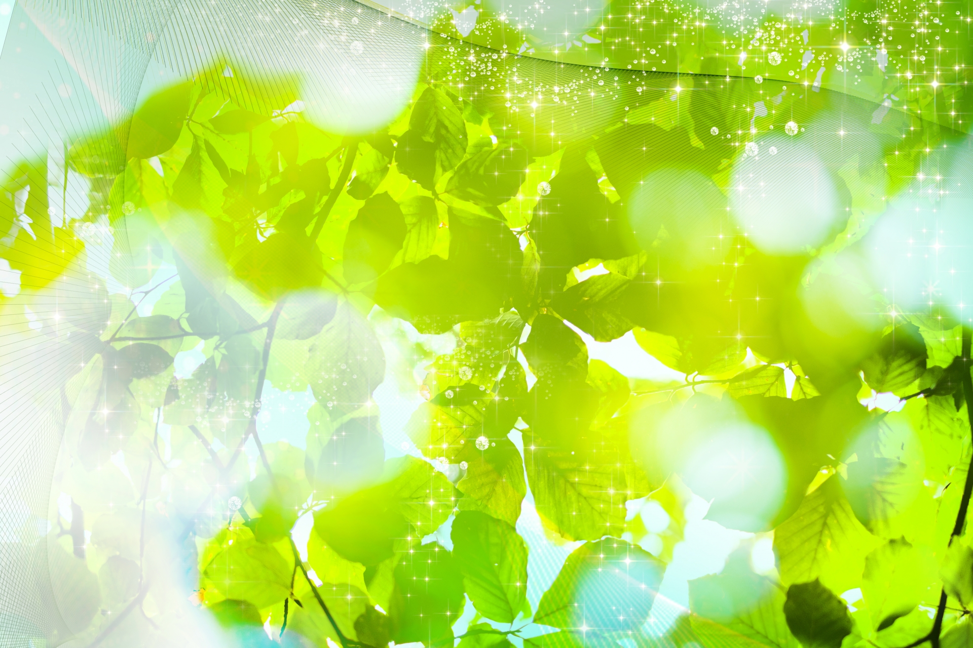 木漏れ日が差し込み、明るい緑が広がる心が落ち着く風景写真