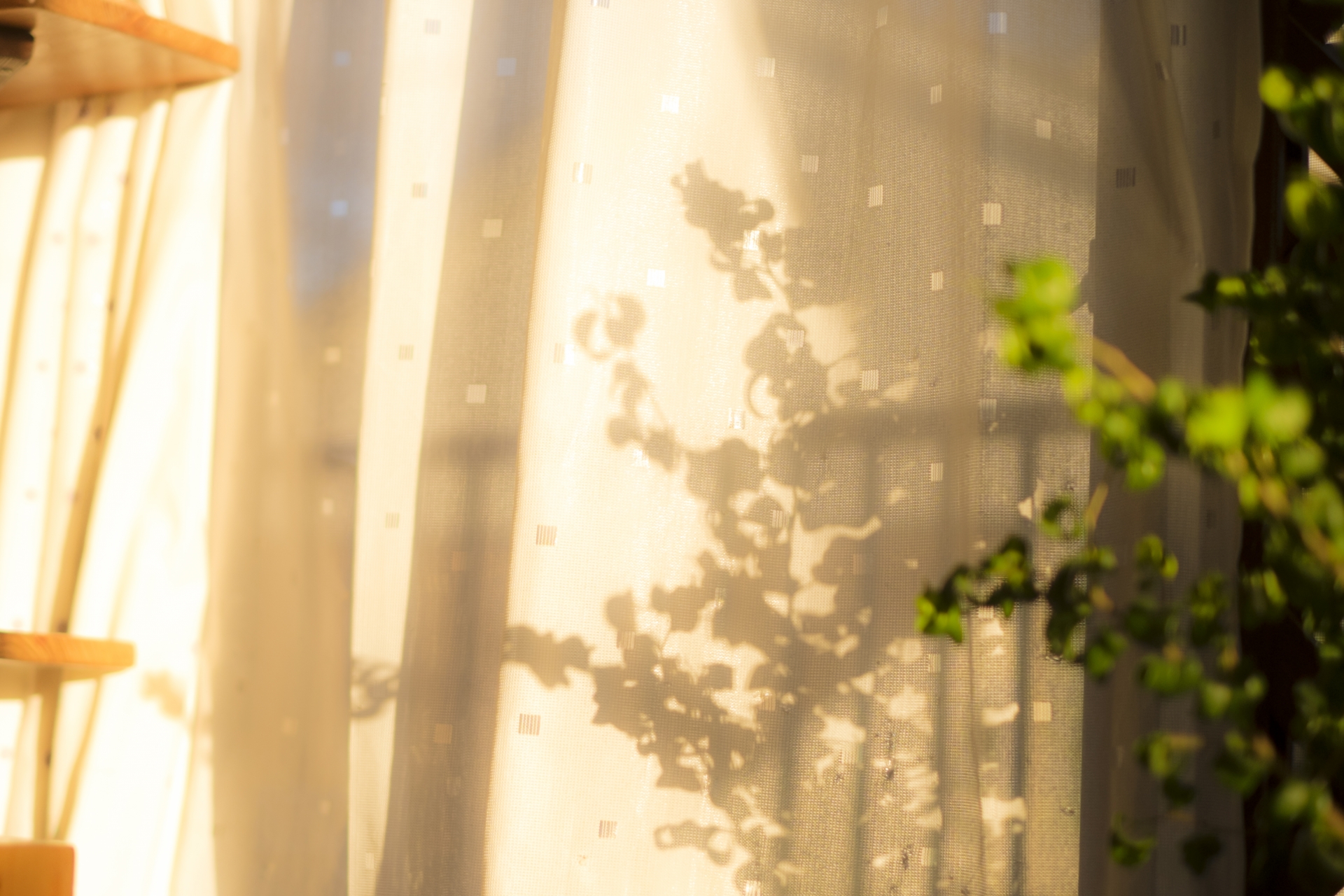 カーテン越しに柔らかい光が差し込み、植物の影が映る静かな雰囲気の写真