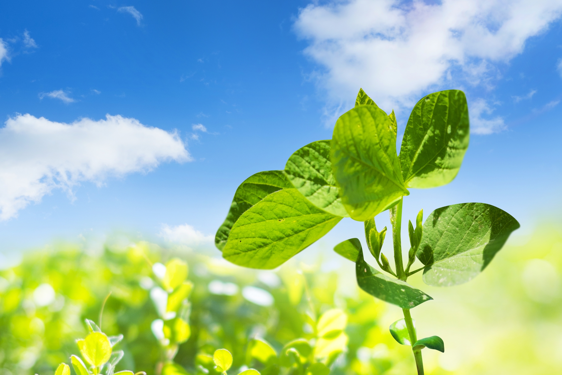 青空の下で小さな芽が光を受けて伸びる写真。前向きな気持ちをイメージした自然の風景。