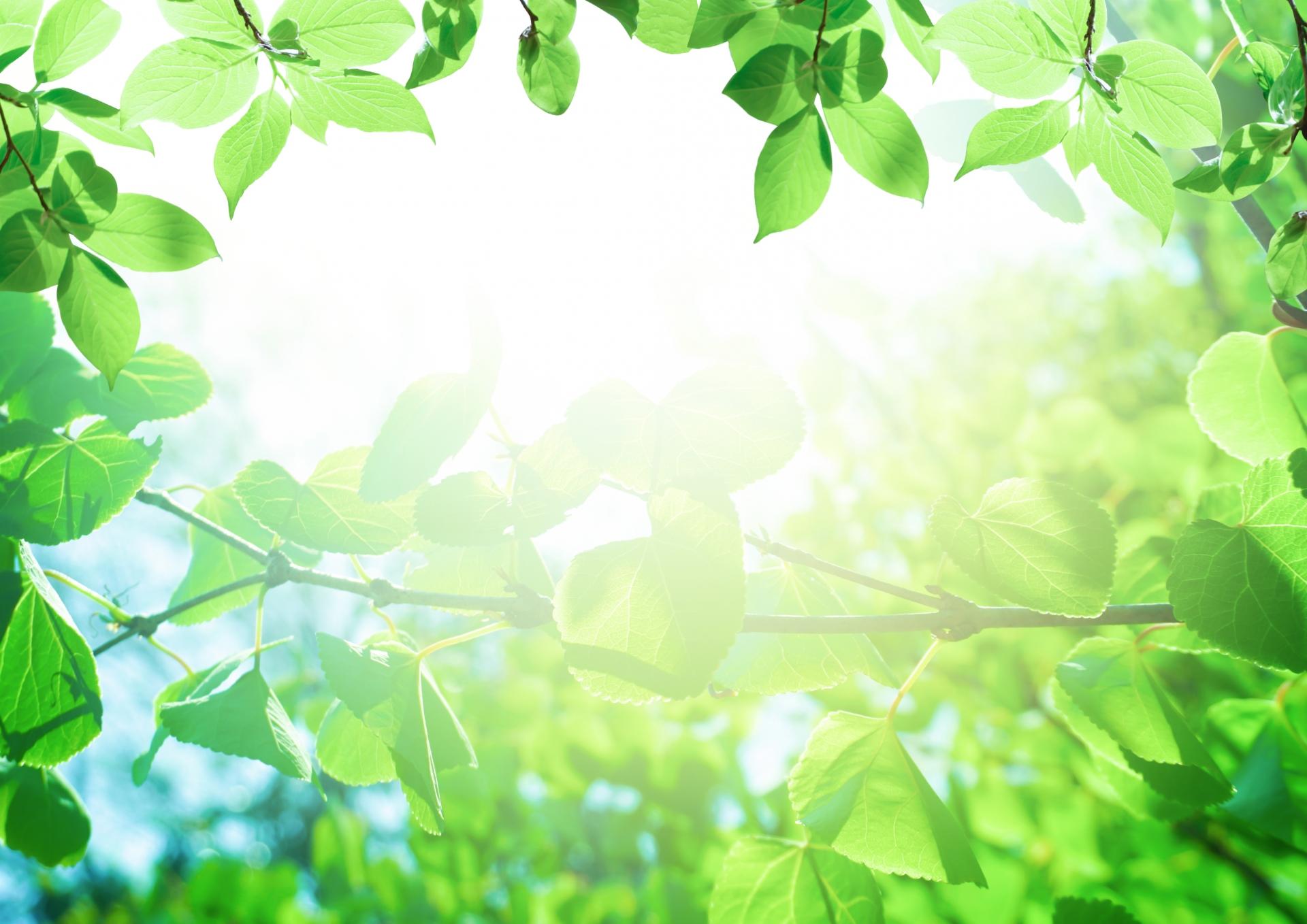 やわらかい光が差し込む新緑の葉が広がる写真。心が落ち着き、小さく一歩踏み出す気持ちをそっと支えるイメージ。