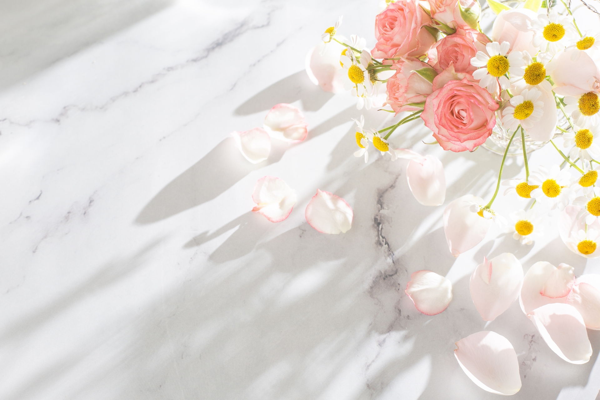 白い背景に淡い花びらが散った、落ち着いた雰囲気の静かな写真