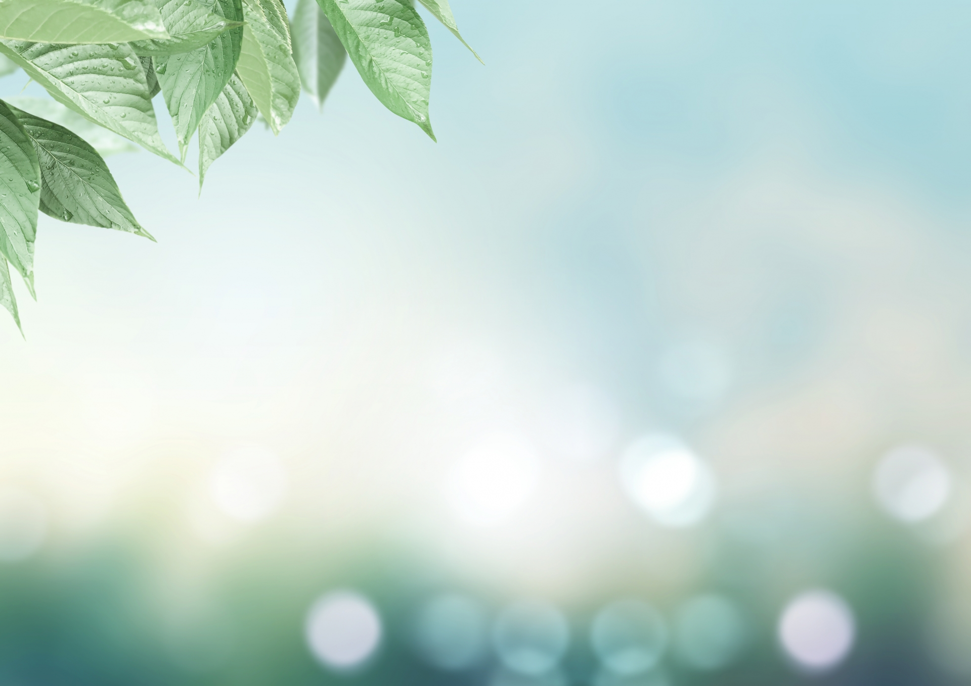 淡い緑色の葉と光が広がる、落ち着いた雰囲気の背景写真